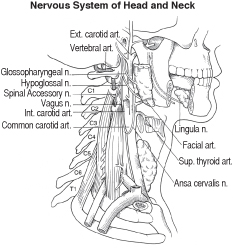 head-neck